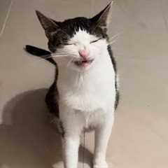 You Laugh, You Lose! 🤣 Funny Cat Videos 2025 😹 Part 47