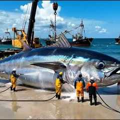 How Fishermen Catch 500 Giant Bluefin Tuna  A Deep Ocean Longline Fishing Documentary