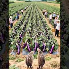 Building Wooden Log Cabin in Forest 🌲🎈 | Survival House Step by Step35 #shorts