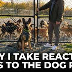 How To Fix Reactivity By GOING TO the Dog Park 