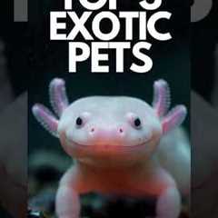 Top 3 Best Exotic Pets in the World 🐍🦎✨ | #ExoticPets #PetTok #animals