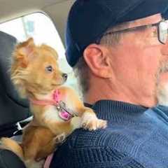 When Puppies Are Being Total Little Humans Funny Dog and Human Videos