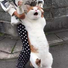 You Laugh, You Lose! 🤣 Funny Cat Videos 2025 😹 Part 49