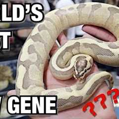 WORLD'S FIRST BALL PYTHON? EPIC YELLOW LIZARD! POMONA SUPERSHOW | REPTILES #REPTILE #SNAKES #LIZARDS