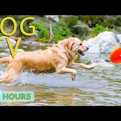 DOG TV: Videos Entertain for Dogs to Watch Help Anti-Anxiety When Home Alone - Best Music for Dogs