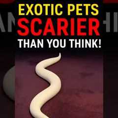 Exotic Pets That Are Scarier Than You Think! #pets #exotic