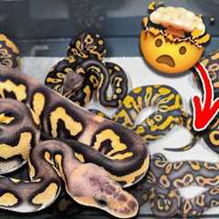 We Got Lucky Hatching These Snakes!