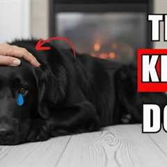 7 Deadly Winter Mistake That KILL Your Dog's Health (Don't Ignore #5)