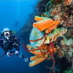 Scuba Diving Trip in Roatan, Honduras 🤿