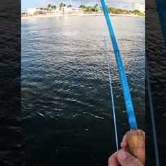 Fly fishing in MEXICO #flyfishing #fishing #fish #nonstopfishing #viralvideo #fyp