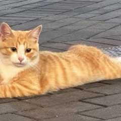 You Laugh, You Lose! 🤣 Funny Cat Videos 2025 😹 Part 50