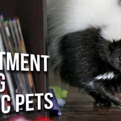 Low Maintenance EXOTIC Pets That Everyone Can Own! | 10 Small Exotic Pets for Apartment Living