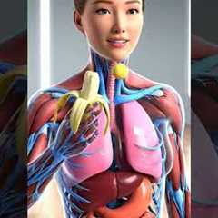 The Amazing Journey of a Banana Inside Your Body | 3D Human Digestive System Animation
