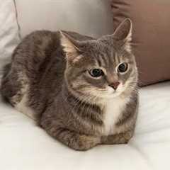 You Laugh, You Lose! 🤣 Funny Cat Videos 2025 😹 Part 51