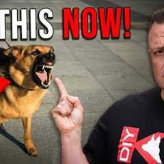 The TRUTH about Dog Reactivity!