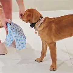 Teach your dog this trick! 