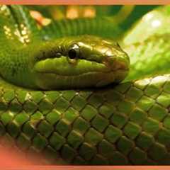 When Owning An Exotic Pet Goes Wrong