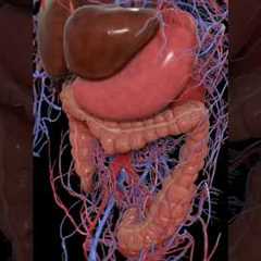 How long does it take for food to digest