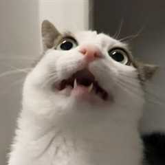 You Laugh, You Lose! 🤣 Funny Cat Videos 2025 😹 Part 45