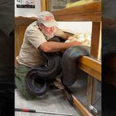 RAINBOW SNAKE CLUTCH OF PYTHON EGGS🤩😅