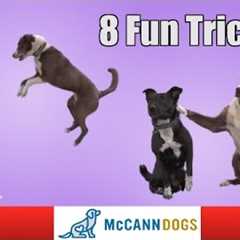 8 Fun Tricks You Can Teach Your Dog To Do