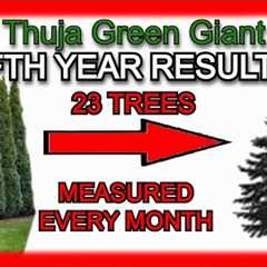 Thuja Green Giant Tree Review | FIFTH YEAR GROWTH DATA | Arborvitae Evergreen Fast Privacy Results