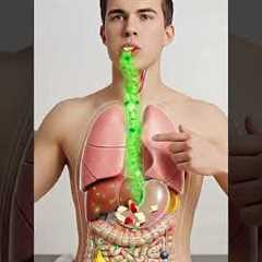 The Apple’s Hidden Path Through Your Body 🍎 | Full 3D Digestive System Animation