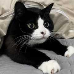 You Laugh, You Lose! 🤣 Funny Cat Videos 2025 😹 Part 52