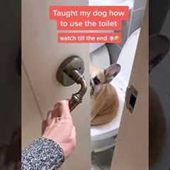 French Bull dog learns using toilet | Dog puppy potty training