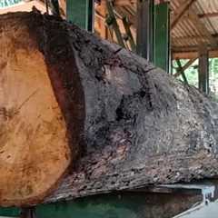 The appearance of beautiful mahogany wood grain makes it expensive in sawmills. 