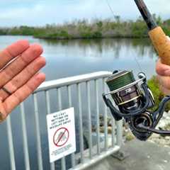 Simple Roadside Fishing For Snook & Grouper