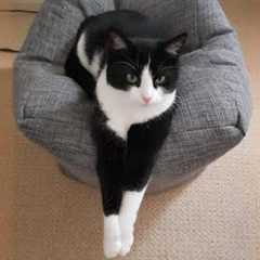 You Laugh, You Lose! 🤣 Funny Cat Videos 2025 😹 Part 54