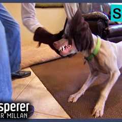 Unadoptable Weimaraner Has MAJOR Biting Issue | Dog Whisperer With Cesar Millan