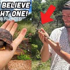I Found a Tiny Tortoise Under a Rock! Bucket List Lizards and More South African Wildlife!