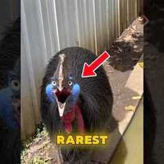 5 Most Dangerous and Exotic Pets People Actually Own 😱 #shorts #animalfacts #pets