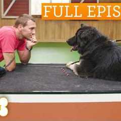Gentle Giant’s Emotional Journey To Her Forever Family | Lucky Dog Double Episode