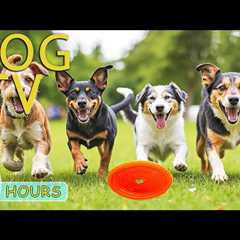 DOG TV: Best Videos to Entertain Dogs Home Alone with Relax & Anti-Stress Music - Music for Dogs