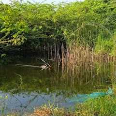 SMALL INSECTS TO BEST CATCHES!ROHUFISH AND TILAPIAFISHES WITH A SMALL HOOK FLOAT FISHING TECHNIQUE