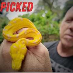 Handpicking Rare Snakes at an Indonesia Reptile Farm | Solo Mission