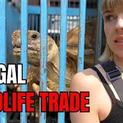 Inside Thailand’s Largest EXOTIC ANIMAL MARKET