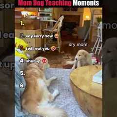 Ranking Funniest Mom Dog Teaching Moments