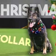 The TRUTH about Negative Reinforcement in dog training! 😞