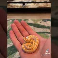 The only “petshop” snakes I keep are western hognose snakes, I have such a love for them ❤️ #pets