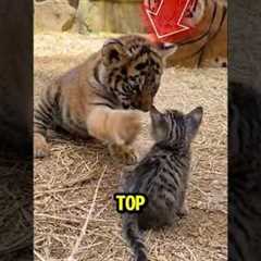 Top 5 Unexpected Animal Friendships ♥️