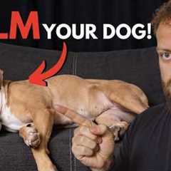 Top Tips to Calm Your Dog Fast