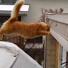 Funny Cats Jump Fail Compilation