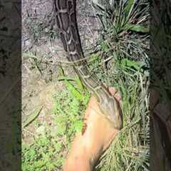 Looking for a 20 foot python! #reptiles#snake#wildlife#animals#python#florida#alligator#shorts#cute