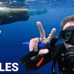 Scuba Diving Dominica: The Secret You Must See