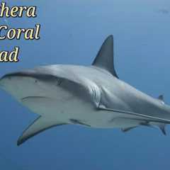 Scuba Diving The Bahamas, Eluthera, Split Coral Head