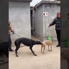 Dog training tips for beginners 20